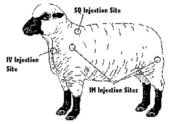 diagram showing injection sites