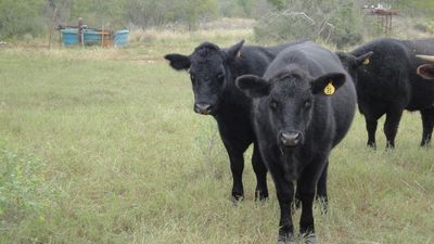 Grass fed Angus steers in pasture