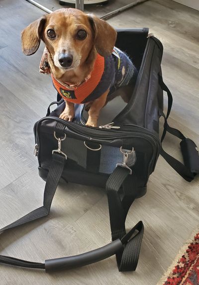 pet carrier