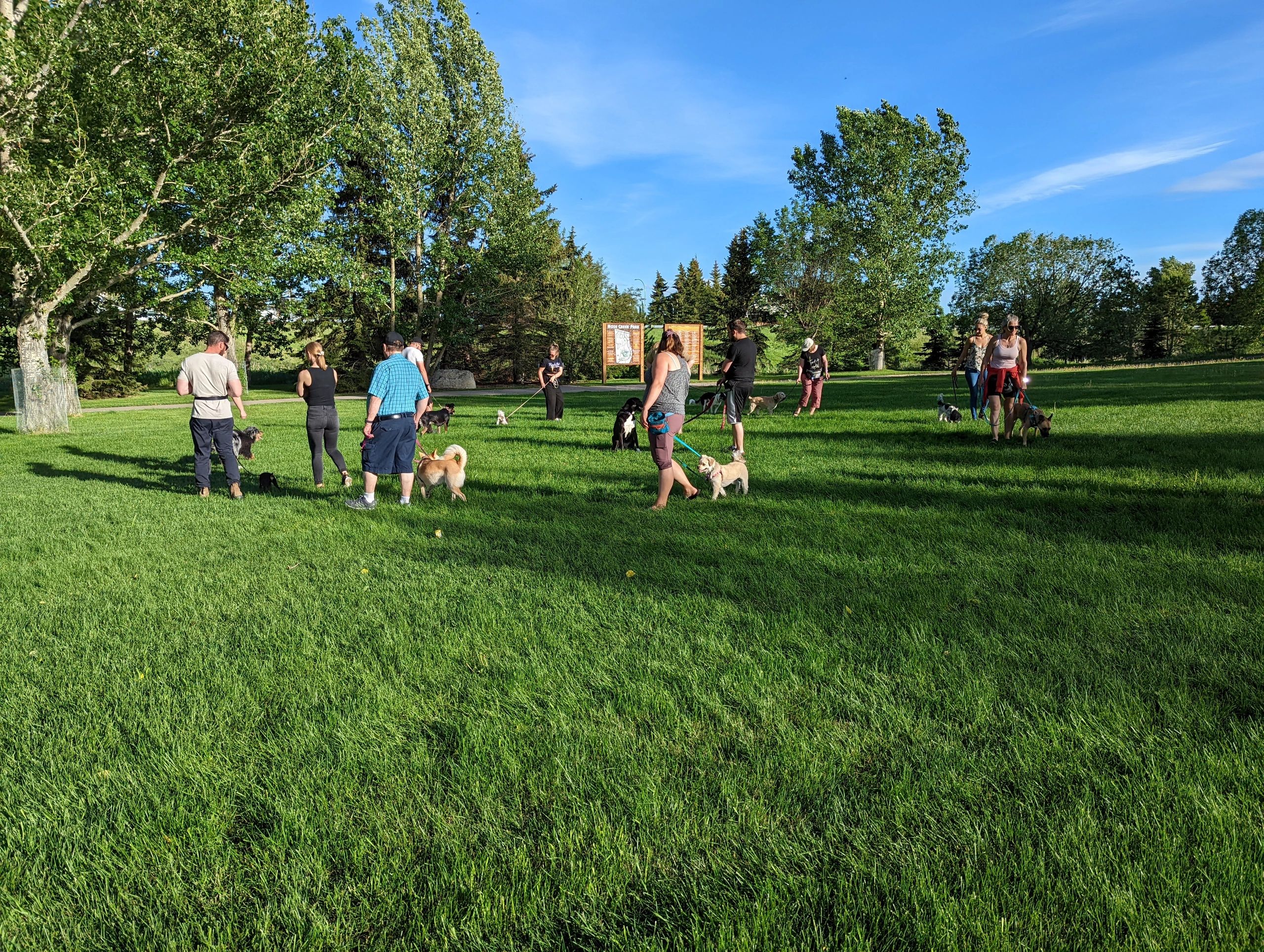 Group of people walking dogs in a sunny park.