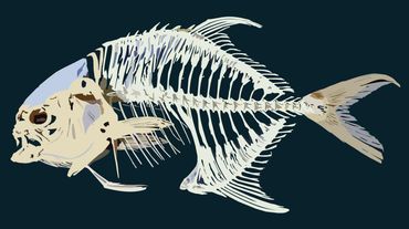 Pompano skeleton with open mouth