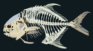 Pompano skeleton with closed mouth