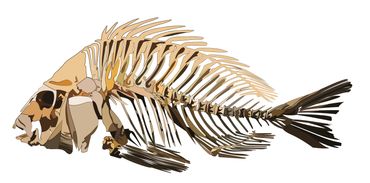 Sheepshead skeleton