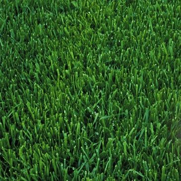 Close-up of Tall Fescue grass with broad, dark green blades in a dense, uniform turf.