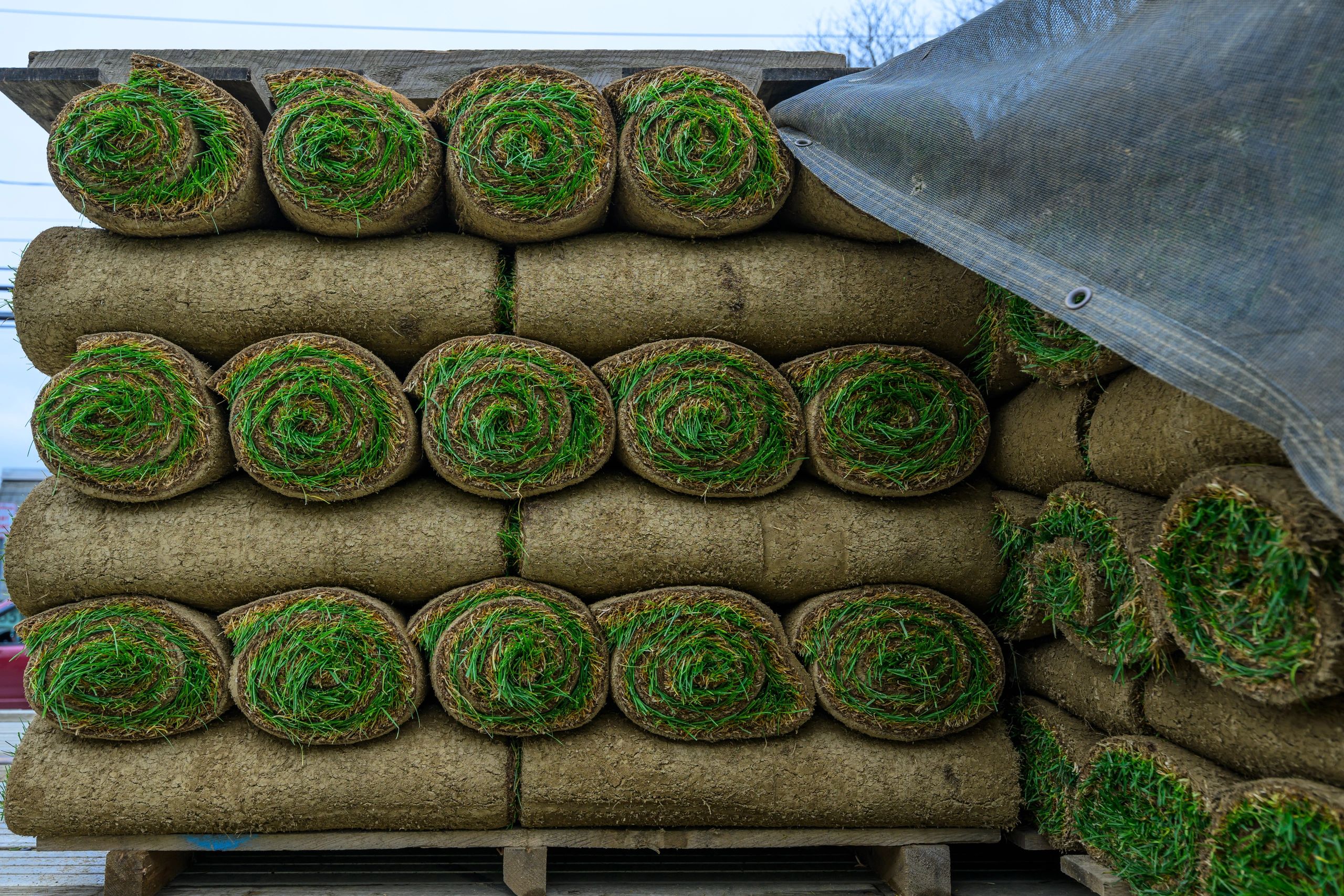 Stacked rolls of fresh sod on a pallet, showing green grass and soil tightly packed for delivery.