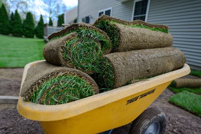Fresh sod rolls stacked in a yellow wheelbarrow, ready to be laid in a residential backyard.