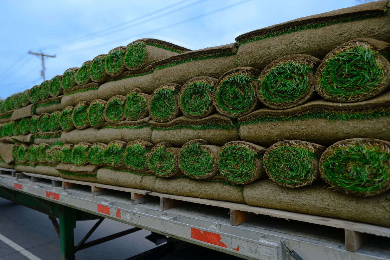 Stacks of fresh sod rolls loaded on a flatbed trailer, showing tightly rolled green grass.