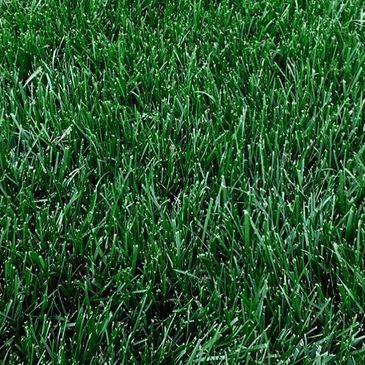 Close-up view of Kentucky Bluegrass sod, showing fine textured, dark green blades growing upright.