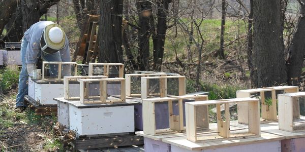 beekeeping raw local honey hives Nebraska Wohlner's 