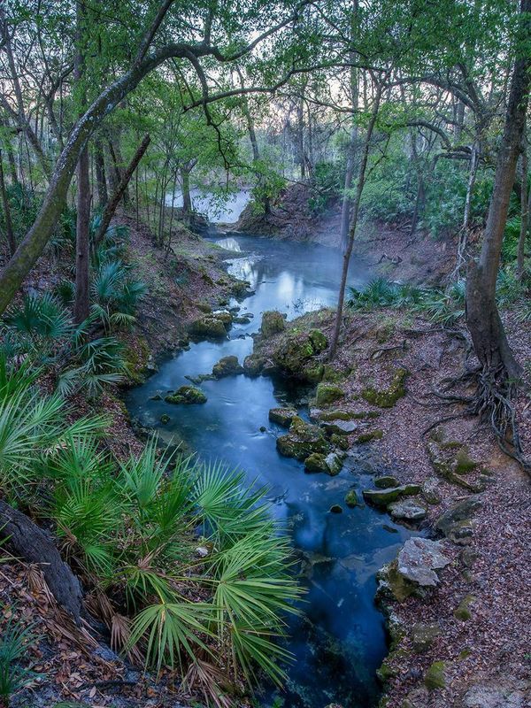 Kayak, paddleboard, or canoe the Santa Fe River to view unique springs