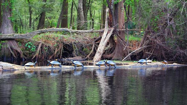 River turtles of the Santa Fe,  kayaking Rum 138