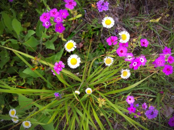 Florida wildflowers Phlox Drummondii, (Roadside Phlox),