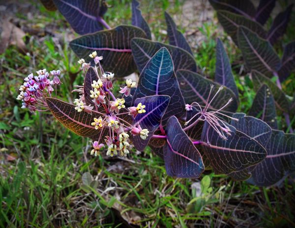 Asclepius humistrata, Sandhill Milkweed, Florida Native plants