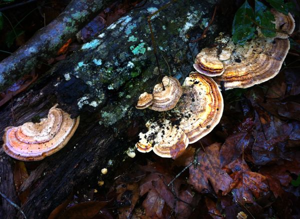 Reishi mushrooms seen on Rum 138 mycology walks at Rum Island Springs Park.