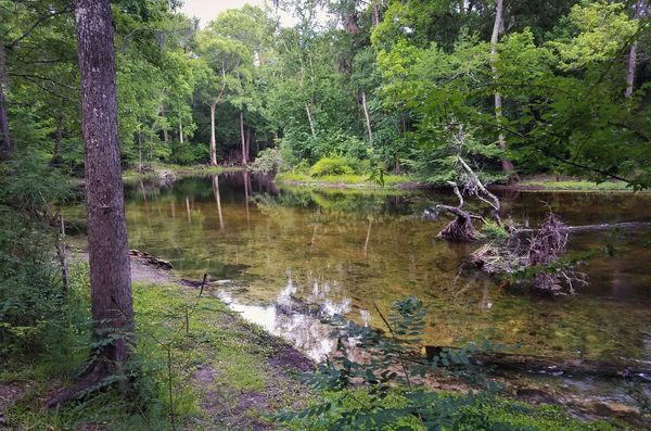 Rum Island along the Santa Fe River