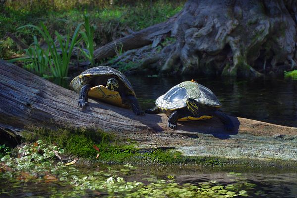 Kayaking wildlife Santa Fe River turtles