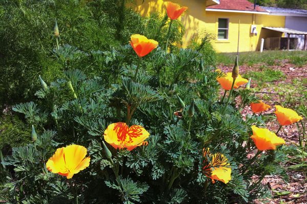 Florida flowers at Rum 138 near Gainesville, FL.