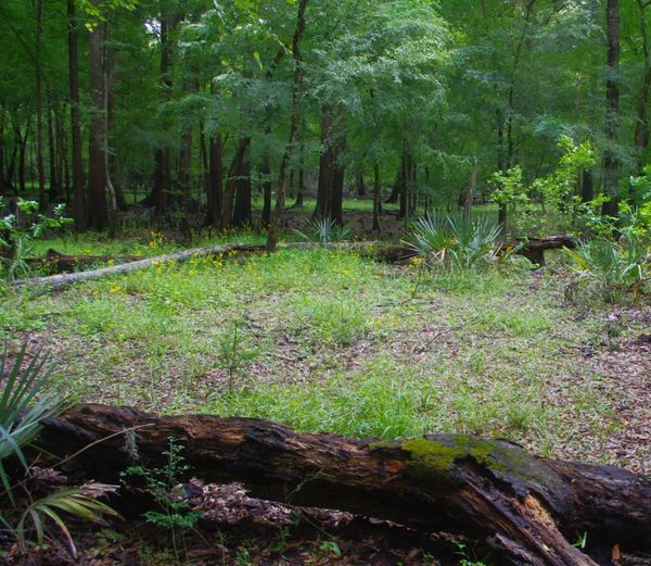 Nature and mushroom logs near Rum Island Springs