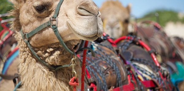 Close-up of a camel wearing a harness, with others in the background.