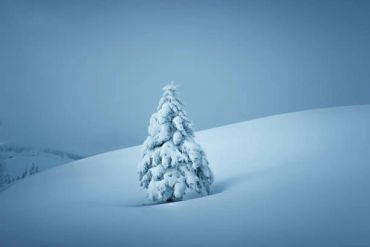 Snow-covered pine tree in a snowy landscape.