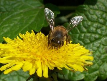 Dandelions are one of the early food sources for our hungry and important Pollinators. Please don’t 