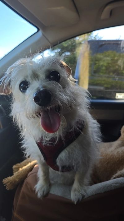 Happy small white dog with tongue out in car.