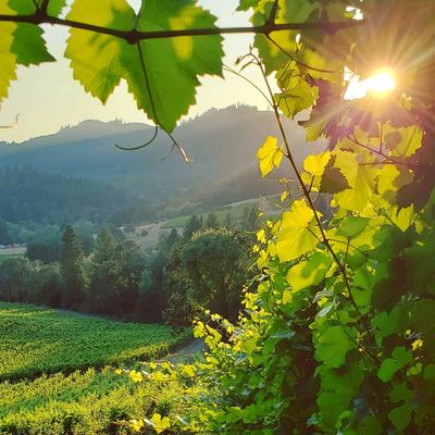 Sunlight filters through vineyard leaves in a peaceful valley.