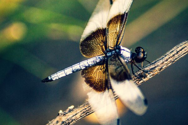 Dragonfly with translucent wings perched on a twig.