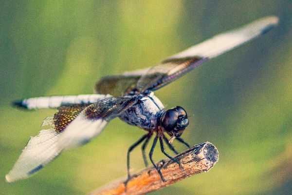 Close-up of a dragonfly perched on a stick with detailed wings.