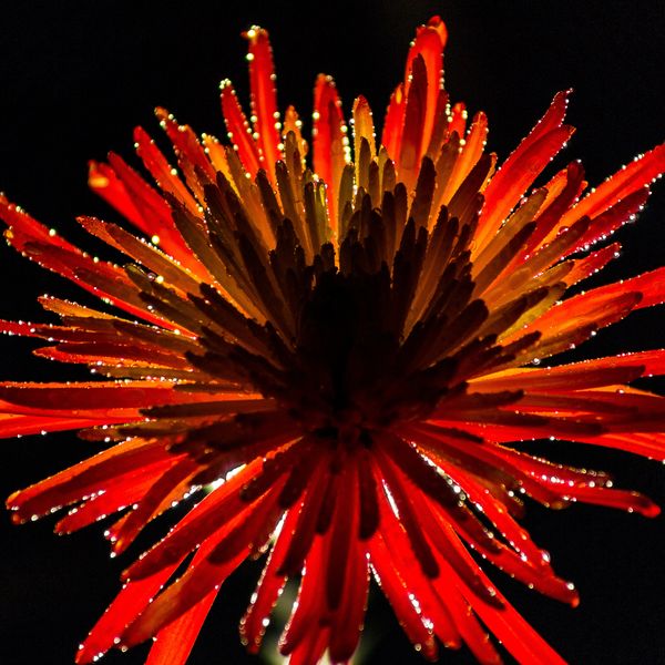 Still life photography