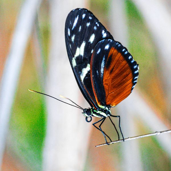 Macro Photography