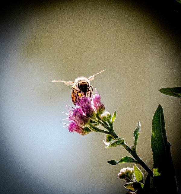 A bee collecting nectar from a pink flower.