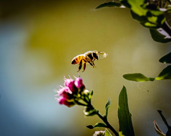 A bee approaches a vibrant pink flower on a green blurred background.