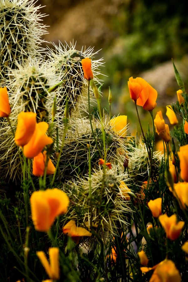 Desert Photography