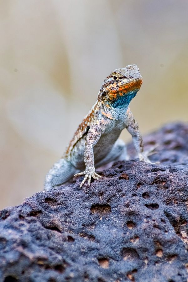 A colorful lizard perched on a textured rock.