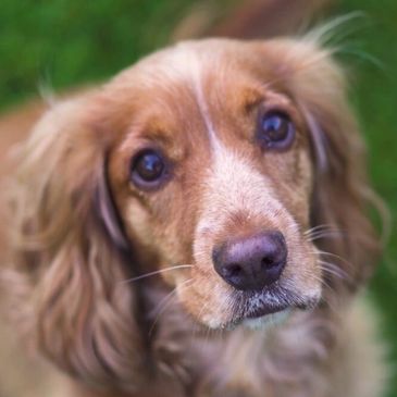 The spaniel dog who inspired the fun family game Canine Kleptomaniacs with her real life thievery.