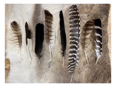 A row of various bird feathers laid out on animal fur.