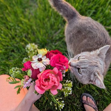 Forrest the barn cat exploring the flower farm.