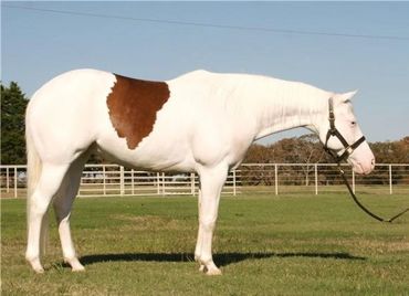 Snow Gun top reining mare