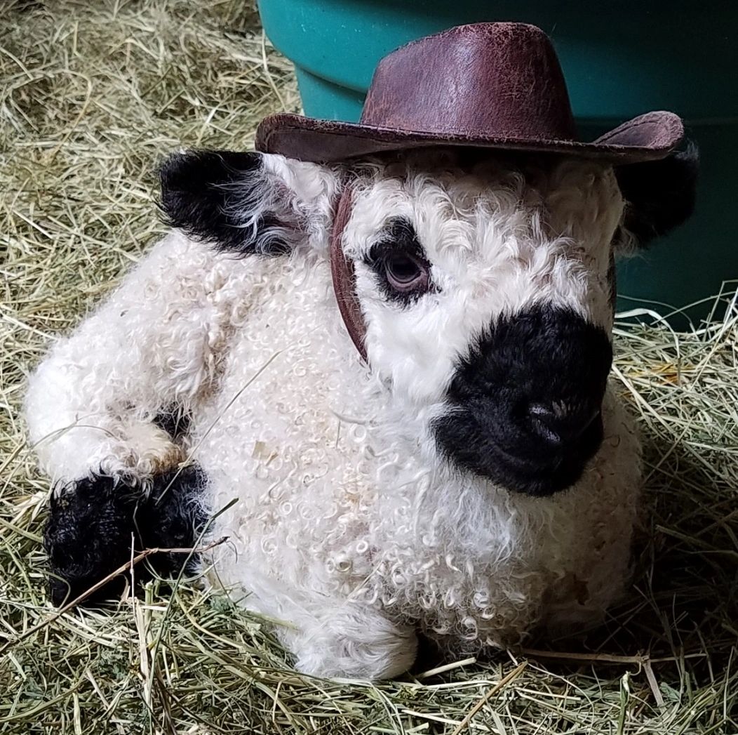 We also breed Valais Blacknose Sheep