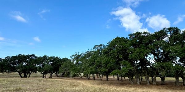A row of green trees in a dry grassy field under a blue sky.