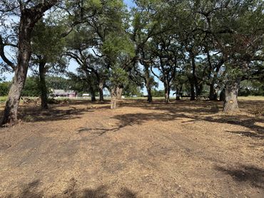 A shaded grove with large trees near a red farmhouse and white fence.