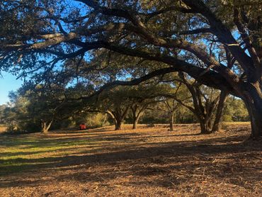 Large oak trees casting shadows over a sunlit dry ground.
