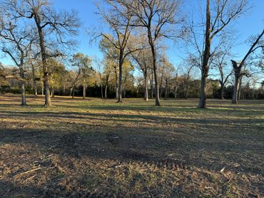 A serene clearing with leafless trees under a clear blue sky.