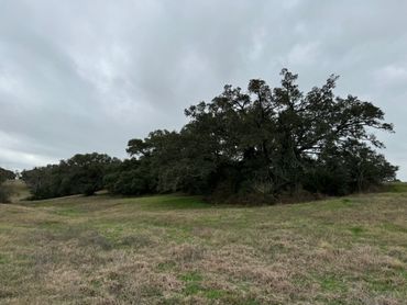A cloudy sky over a grassy field with dense trees.