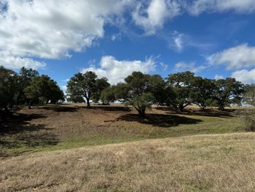 Rolling grassy hills with scattered oak trees under a partly cloudy blue sky.