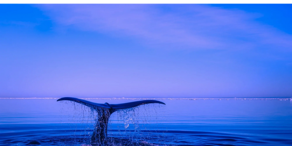 Whale tail splashing water in serene blue ocean at dawn.