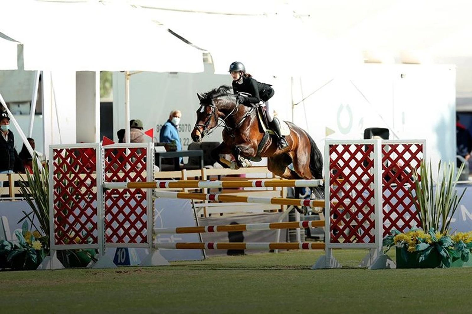 Horse jumping over poles