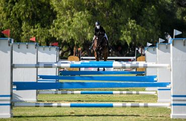 Horse jump a hurdle in competition

