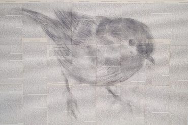 Darwin’s Birds 3 by Jill Meager